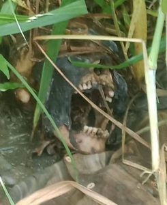 Penemuan Kerangka Manusia Di Area Persawahan Desa Purwokerto Srengat Blitar