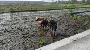 Babinsa Teras Aktif Dampingi Petani Dalam Upaya Ketahanan Pangan