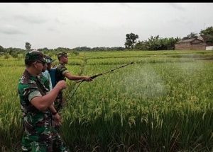 Wujud Nyata Dukungan TNI, Babinsa Bantu Penyemprotan