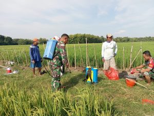 Cegah Hama, Babinsa Dampingi Petani Penyemprotan