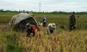 Babinsa Panen Raya Bersama Petani Wujud Kerja Sama yang Menghasilkan Kemakmuran