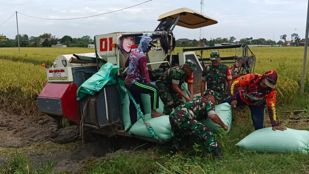 Babinsa Bantu Panen Padi Menggunakan Mesin Combi, Tingkatkan Produktivitas Petani