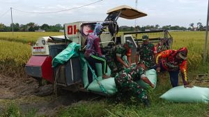Babinsa Bantu Panen Padi Menggunakan Mesin Combi, Tingkatkan Produktivitas Petani