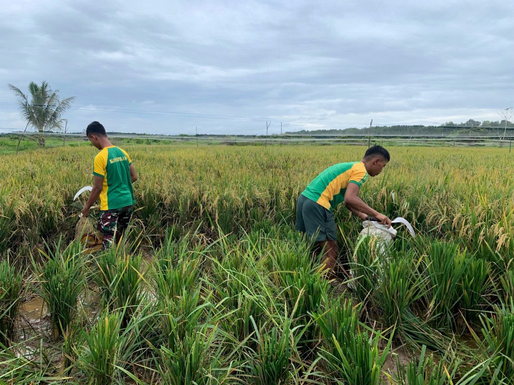 Perkuat Kebersamaan di Perbatasan, Satgas Pamtas Yonarmed 11 Kostrad Bersama Warga Panen Padi