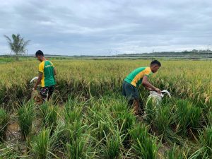 Perkuat Kebersamaan di Perbatasan, Satgas Pamtas Yonarmed 11 Kostrad Bersama Warga Panen Padi