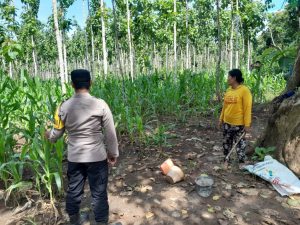 Bhabinkamtibmas Polresta Banyuwangi Lakukan Pendampingan; Dukung Program Asta Cita Presiden melalui Ketahanan Pangan