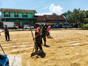 Menjaga Kualitas Hasil Panen, Babinsa Bantu Petani Jemur Padi