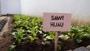 Lapas Kelas IIB Lumajang Panen 60 Kg Sawi, Bukti Keberhasilan Pembinaan Pertanian WBP