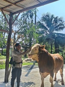Sapi Milik Bhabinkamtibmas, Terpilih Jadi Hewan Kurban Presiden Prabowo, Di Indra Giri Hulu.