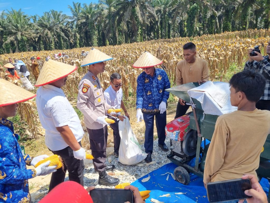 Kapolres Kampar Panen Raya Jagung : Wujud Dukungan Nyata, Untuk Ketahanan Pangan Nasional