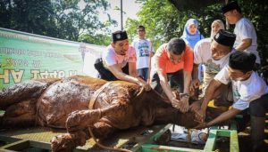 Wali Kota Jaksel, Perdana Sembelih Sapi Limosin 700 Kg