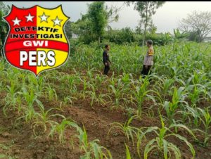 Dukung Ketahanan Pangan Nasional, Bhabinkamtibmas Pantau Tanaman Jagung dan Singkong Warga di Sukaharja