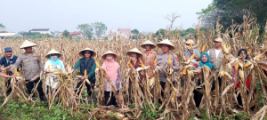 Polsek Rajeg Tancap Gas! Panen Raya Jagung Jadi Bukti Dukungan Nyata ke Program 100 Hari Prabowo