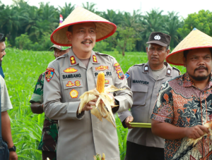 Kapolres Binjai Panen Jagung Bareng Petani, Buktikan Polri Dekat dengan Rakyat