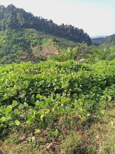 Dugaan Adanya Pekerjaan Proyek Lahan Peremajaan Perkebunan Sawit Asal Psr, Di Desa Alue Tui Kecamatan Rantau Selamat.