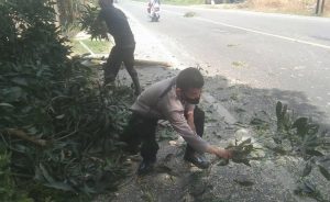 Demi Untuk Keselamatan Pengguna Jalan Yang melintas, Dua Personil Bhabinkamtibmas Polsek Rantau Selamat, Tertibkan Pohon Tumbang.