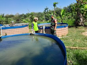 Babinsa Berikan Pendampingan Budidaya Kolam Ikan Lele, Di Desa Tegaldowo.