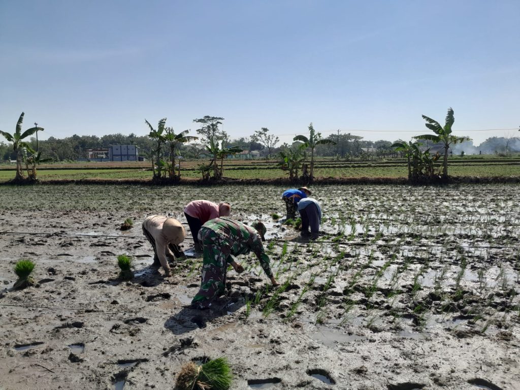 Babinsa Pendamping Petani Sukseskan Penanaman Bibit Padi Di Sawah.