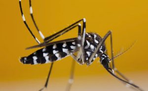 Prof Suta Nasomal : Presiden RI Harus Memperhatikan Kasus DBD. Nyamuk Wolbachia Aedes Aegypti Tidak Bermanfaat Dan Masyarakat Terserang DBD.