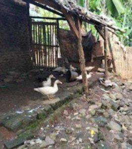 Diduga Ketua Kelompok BUMDes Surakarta, Makmur Janji Ganti 69 Ekor Bebek, Yang Dijual Tanpa Izin.