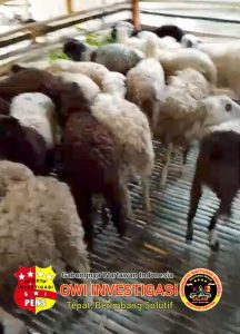 Katapang di Desa Turus Kecamatan Patia kabupaten Pandeglang Banten tahun 2025 di soal Ade k 