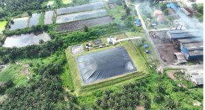 Holding Perkebunan Nusantara Dorong Mitigasi Iklim, PalmCo Jual Kredit Karbon Mulai Rp150 Ribu per Ton