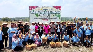 Forkopimda Boyolali, Gelar Panen Raya Jagung Serentak, Dorong Ketahanan Pangan Daerah.