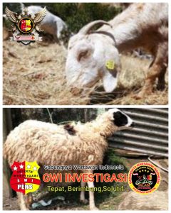 Katapang ketahanan Pangan di Desa Sidamukti Kecamatan Sukaresmi Pandeglang Banten Di Duga Tidak Berproduktif,Yang berasal dari (DD) 