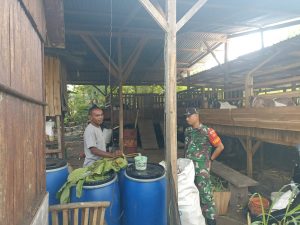 Babinsa Juwangi, Dampingi Peternak Kambing, Dorong Peningkatan Kesejahteraan Warga.