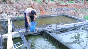 Sukses Berwirausaha, Bhabinkamtibmas, Di Pekalongan Raup Omzet Belasan Juta Dari Budidaya Lele.