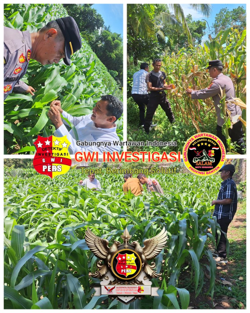 Kapolsek beserta Kanit Bimas dan Babinmas Polsek Warunggunung Polres Lebak Cek Lahan yg telah Di Tanami Jagung.