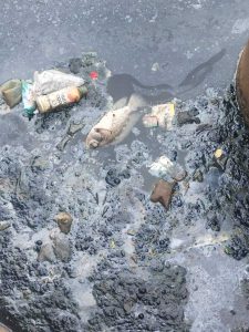 *Limbah Di Setu Bahar Membludak Warga Resah Menghirup Bau Busuk Menyengat Ikan Mati Massal Pemerintah Diam Tidak Cepat Bertindak*