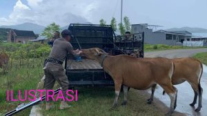 Sungguh Sangat Cukup Gawat, Dengan Modus Tangkap Ternak Lembu, Mantan Kasat Pol PP Dan Anggota Sat Pol Pp.