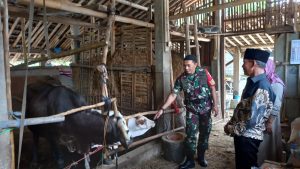 Babinsa Koramil Mojosongo, Dorong Peternak Boyolali Tingkatkan Mutu Genetik Sapi Potong.