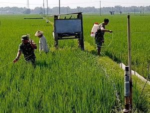 Babinsa, Optimalkan Penyemprotan, Untuk Tingkatkan Hasil Panen.