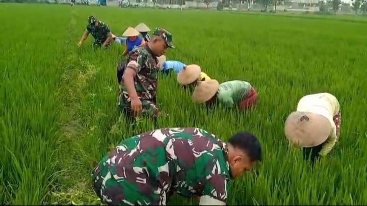 Babinsa, Bersama Warga Pembersihan Gulma Dan Hama Keong, Di Lahan Pertanian.